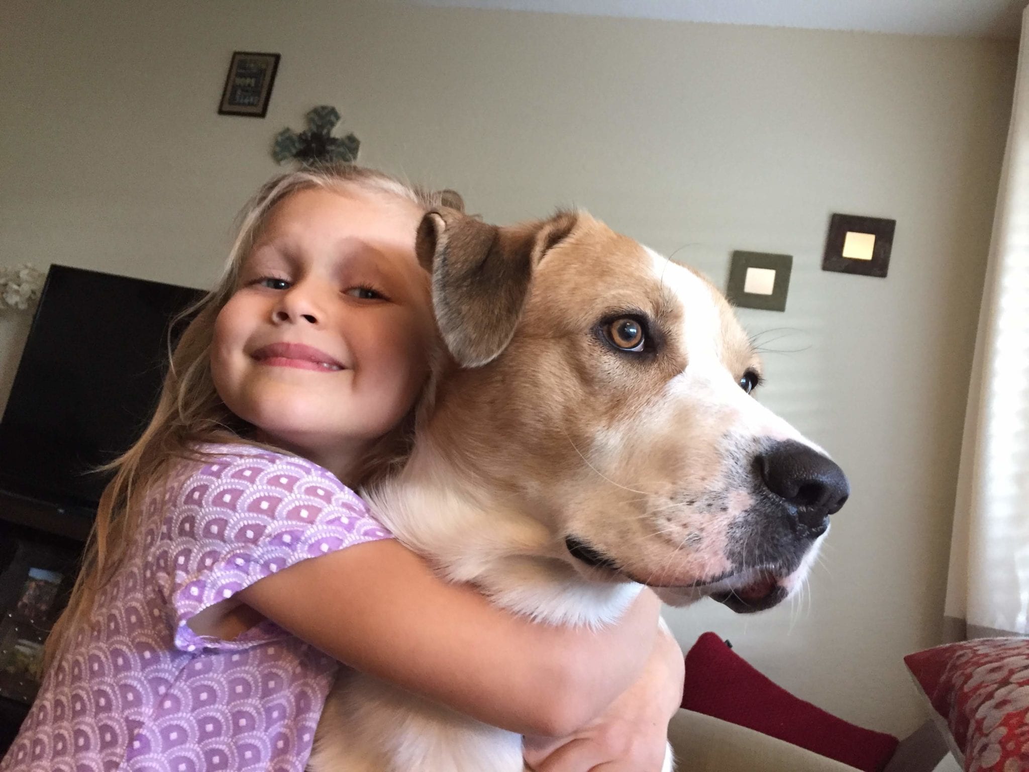 A young girl in a purple dress hugging a large brown and white dog.